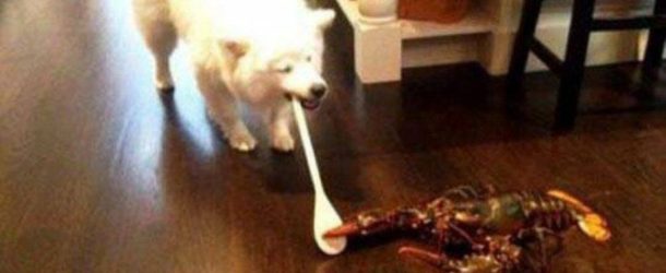 Dogs vs Lobsters